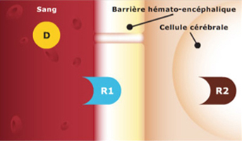 Barrière hemato encephalique ondes smartphone